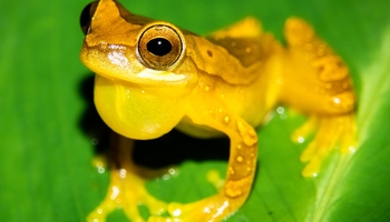 Costa Rica