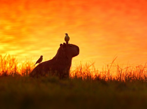 10 IMPRESSIVE NATIONAL PARKS IN BRAZIL