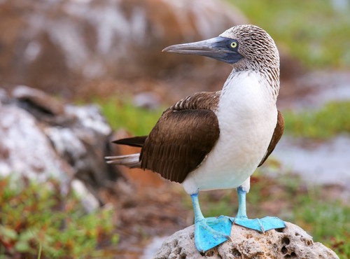 8-DAY LUXURY GALAPAGOS ESCAPE