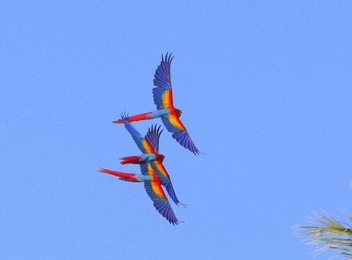 9-DAY COSTA RICA NATURAL HONEYMOON