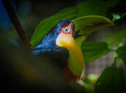 A GUIDE TO BRAZIL´S (AND ARGENTINA´S) IGUAZU FALLS