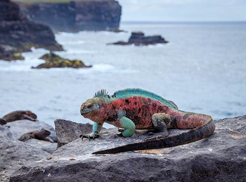 A GUIDE TO ENDEMIC SPECIES OF THE GALAPAGOS
