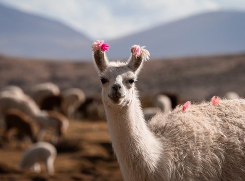 ABOUT BOLIVIA