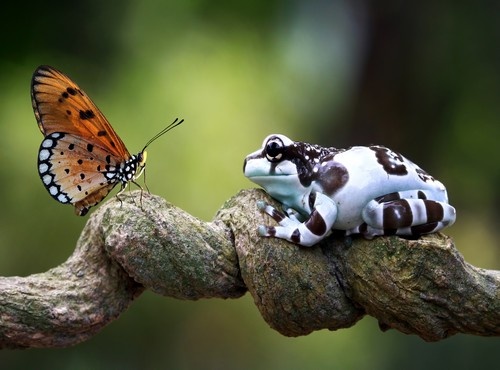 Adventure in the Amazon Rainforest