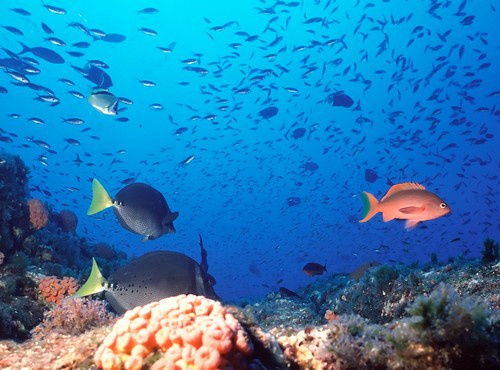 ADVENTURE ON THE SEA OF CORTEZ
