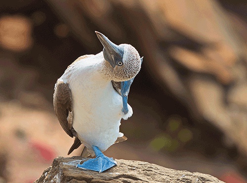 BEST BEACHES ON THE GALAPAGOS ISLANDS
