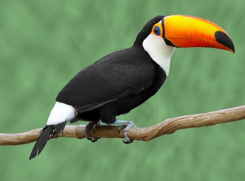 BRAZIL´S NATURAL DELIGHTS