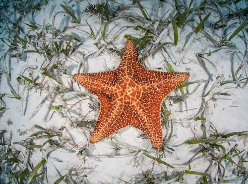 CAYE-TASTIC CAYES OF BELIZE!