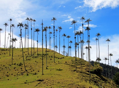 COFFEE TRIANGLE OF COLOMBIA