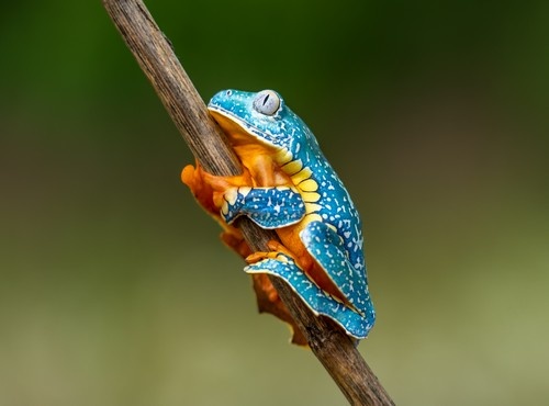 COSTA RICA´S ECO-TOURISM HIGHLIGHTS