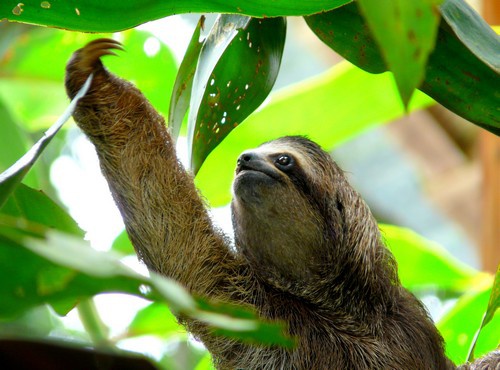 COSTA RICA´S PACIFIC COAST V CARIBBEAN COAST