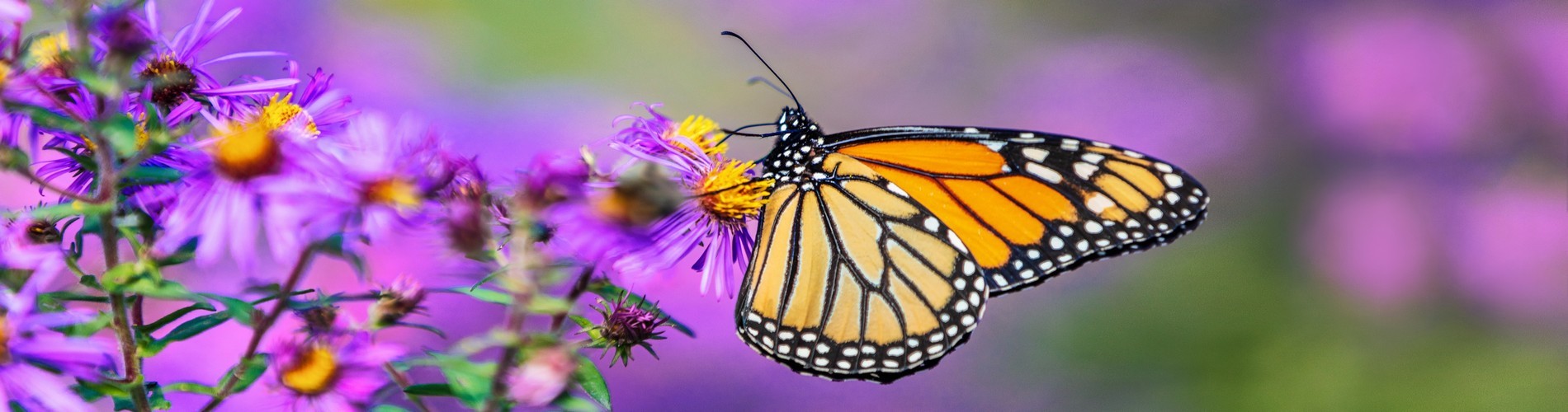 DISCOVER THE BEAUTY OF BUTTERFLIES
