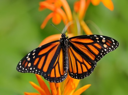 DISCOVER THE BEAUTY OF BUTTERFLIES