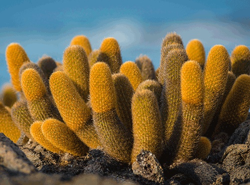 DIVING ON THE GALAPAGOS ISLANDS