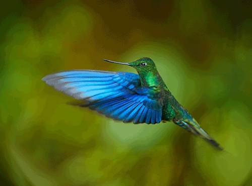 ECUADOR: A HUMMINGBIRD HEAVEN!