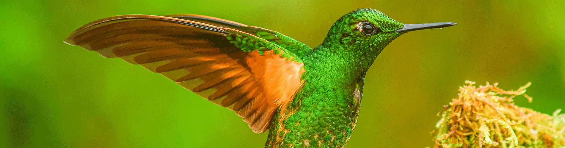 ECUADOR: A HUMMINGBIRD HEAVEN!