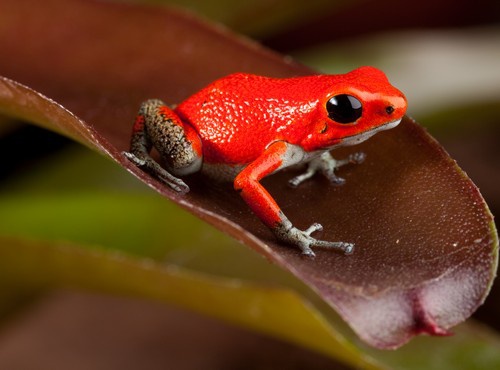 ENDEMIC SPECIES FOUND ON THE CARIBBEAN COAST OF PANAMA