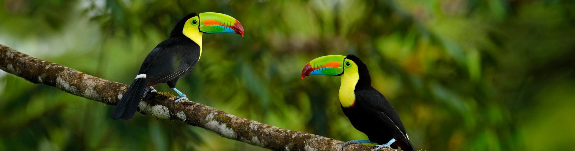 ENDEMIC SPECIES FOUND ON THE CARIBBEAN COAST OF PANAMA