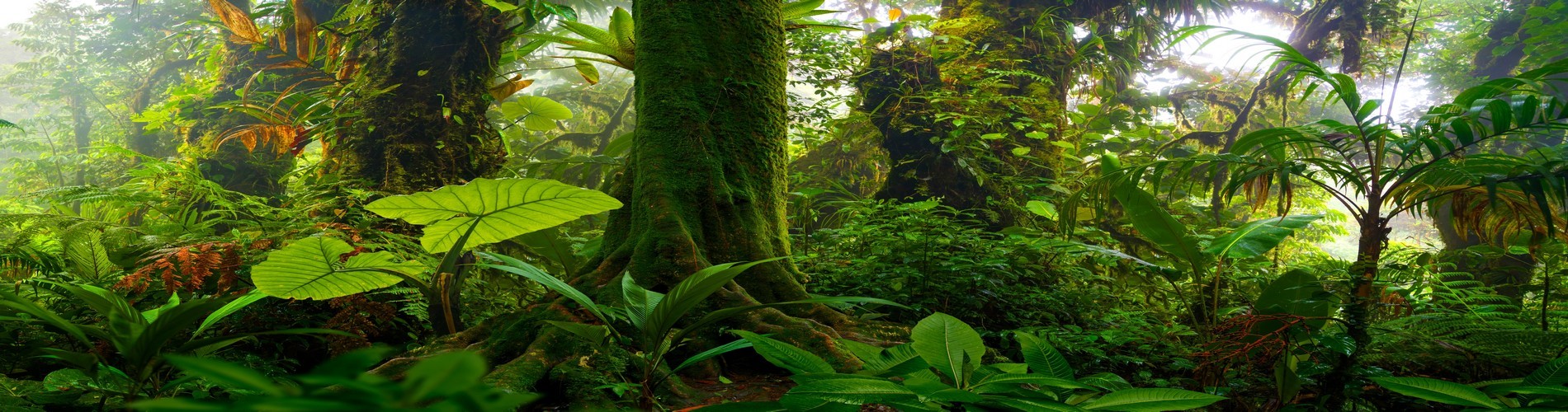 EXPLORE THE PRACTICE OF "FOREST BATHING" IN COSTA RICA
