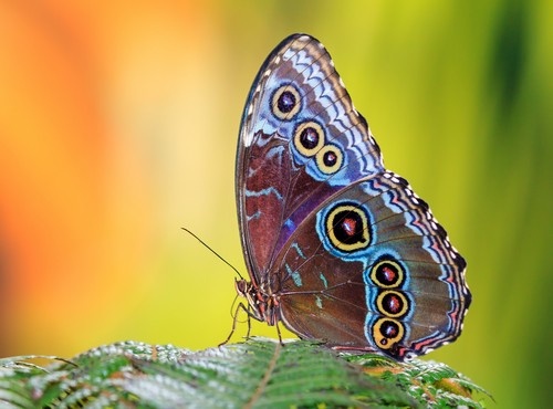 EXPLORING CENTRAL AMERICA'S NATURAL BEAUTY AND ECO-ADVENTURES