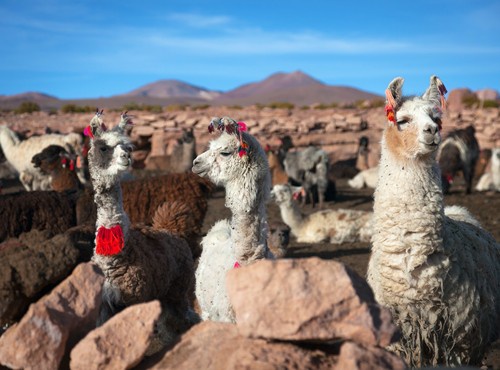 FAQs ABOUT BOLIVIA