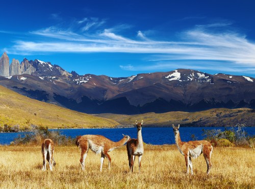 FROM THE DESERT TO PATAGONIA