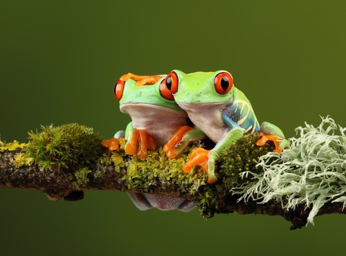 GREAT ADVENTURE TRIPS IN COSTA RICA