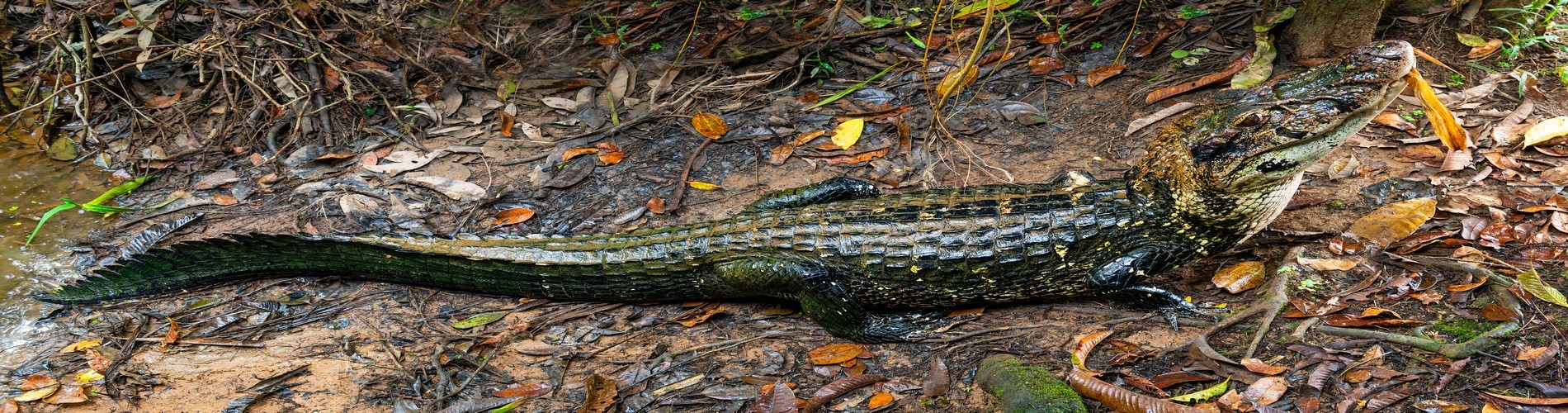 HAVE YOU THOUGHT ABOUT EXPLORING THE ENCHANTING AMAZON RAINFOREST IN ECUADOR?
