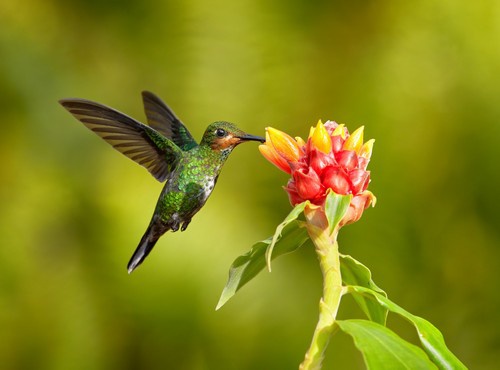 INTERESTING FACTS ABOUT COSTA RICA