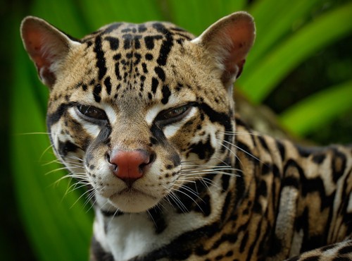 INTERESTING FACTS ABOUT PANAMA