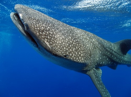 LOS CABOS WHALE SHARKS ADVENTURE