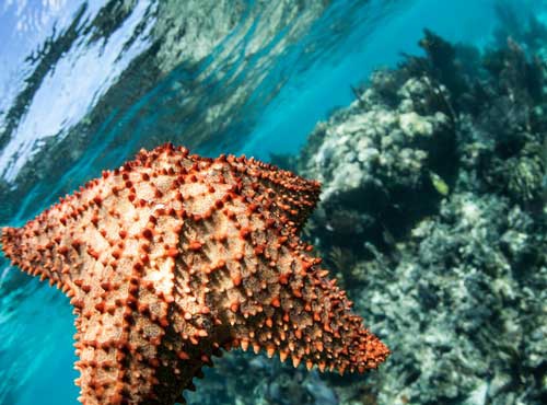 MUST-DO DIVE SITES IN BELIZE