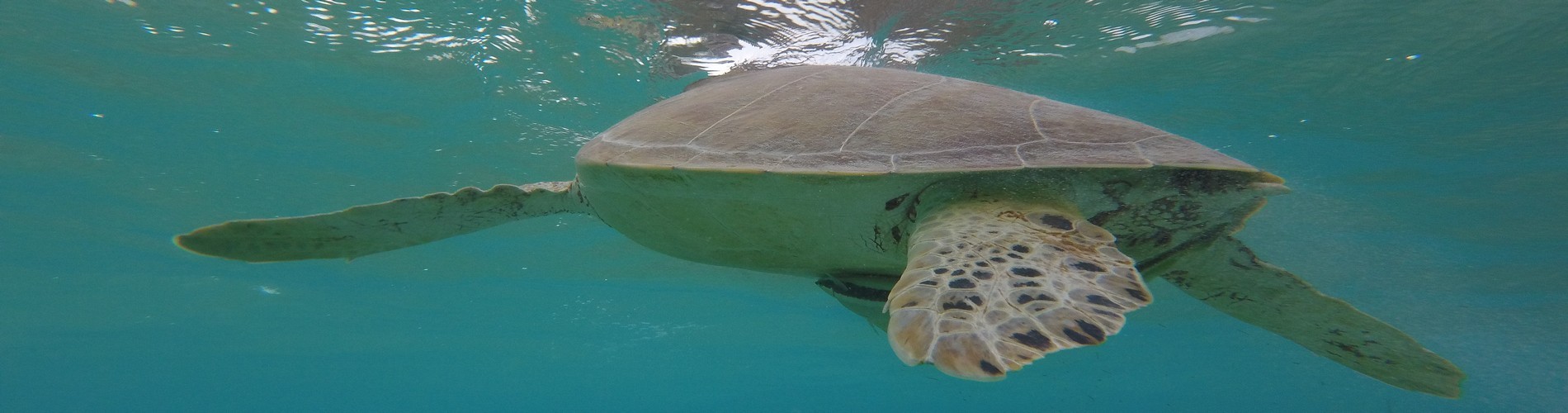 THE AMAZING YUCATAN PENINSULA