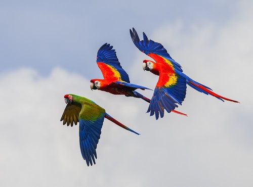THE BEST PLACES TO BIRDWATCH IN SOUTH AMERICA