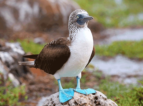 THE GALAPAGOS – MUST-VISIT ISLANDS