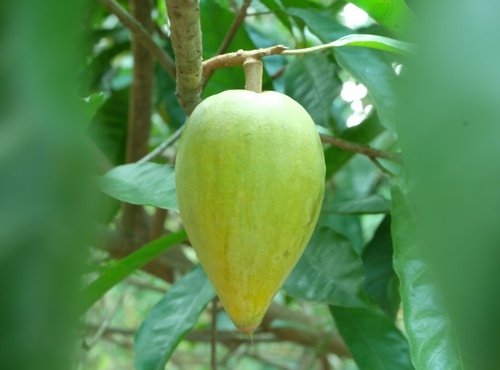 THE LATEST SUPERFOOD OF PERU-LUCUMA