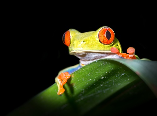 TRIP PLANNING FOR COSTA RICA