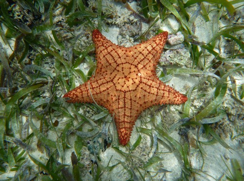 UNIQUE PANAMA