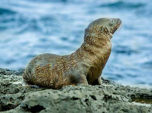 WHEN TO VISIT THE GALAPAGOS