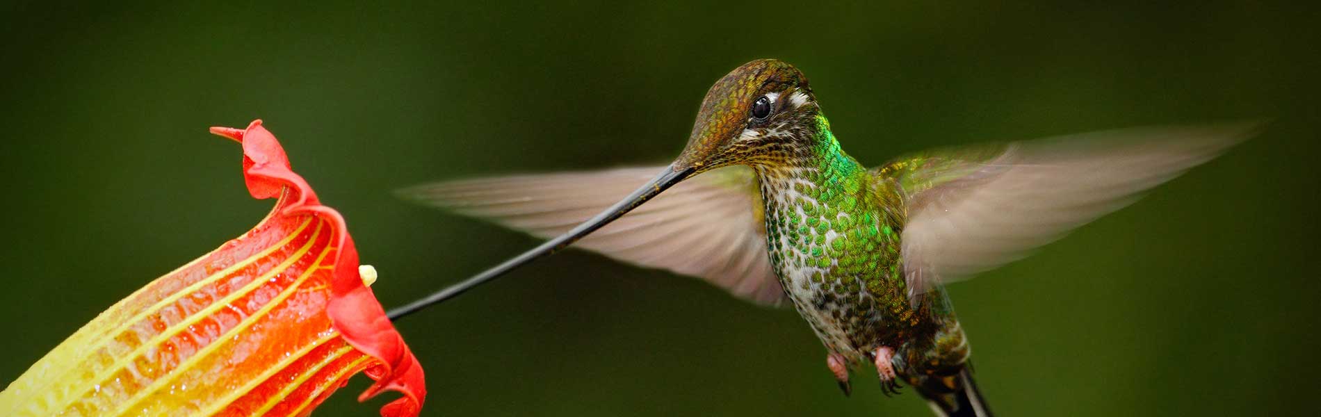 colibri