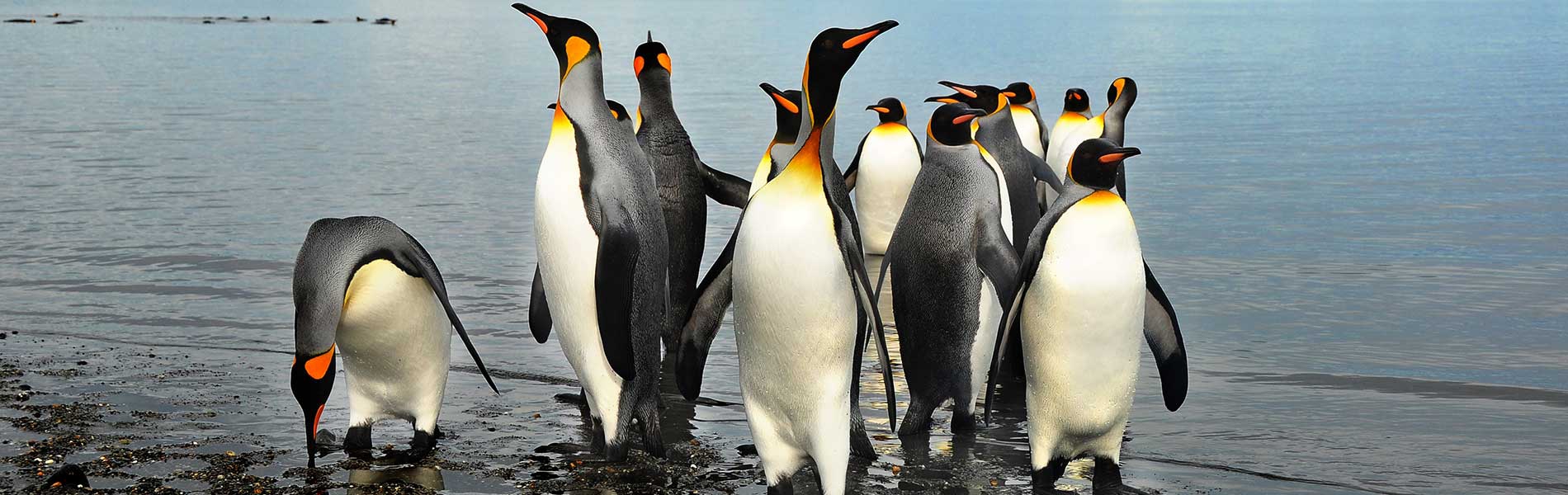 penguins