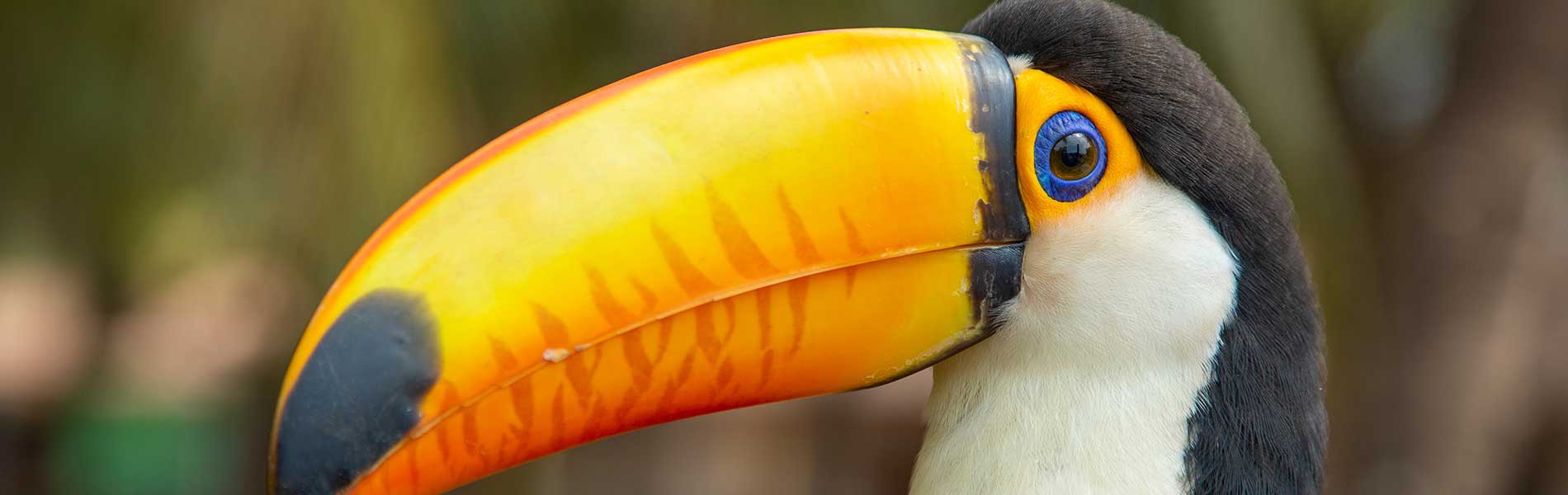 toucan