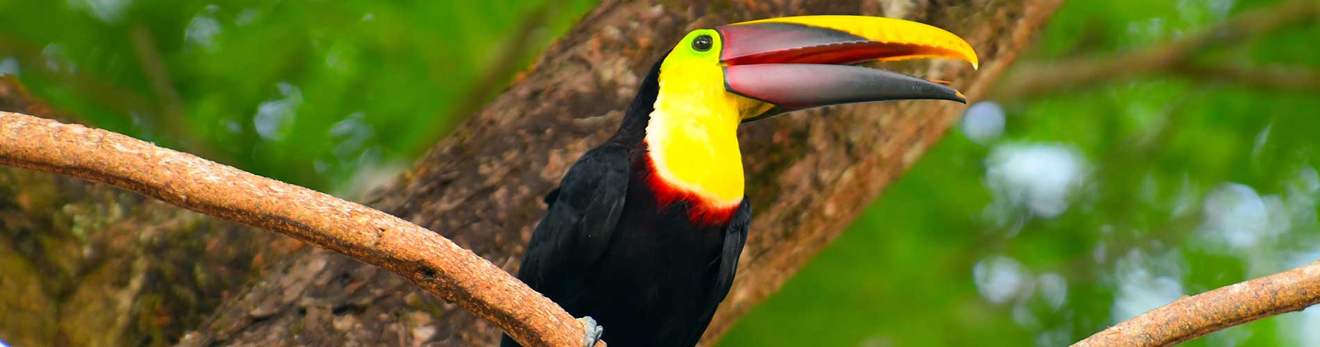 toucan