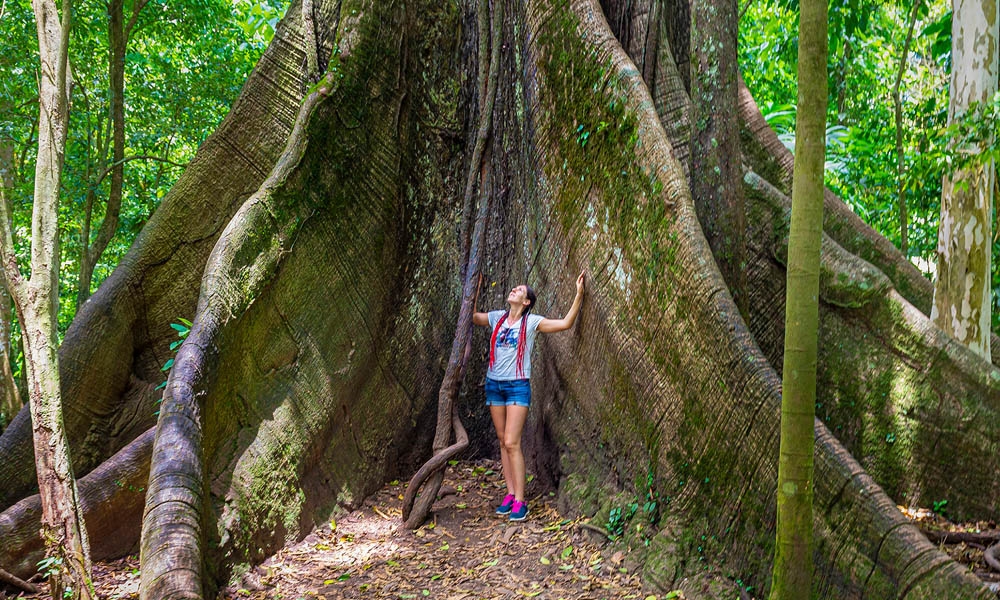 Arbol Kapok - Parque Nacional del Volcán Arenal