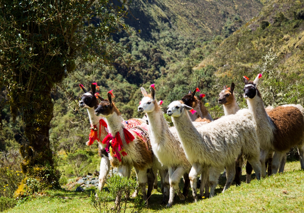 Day 01- Arrival to Cusco