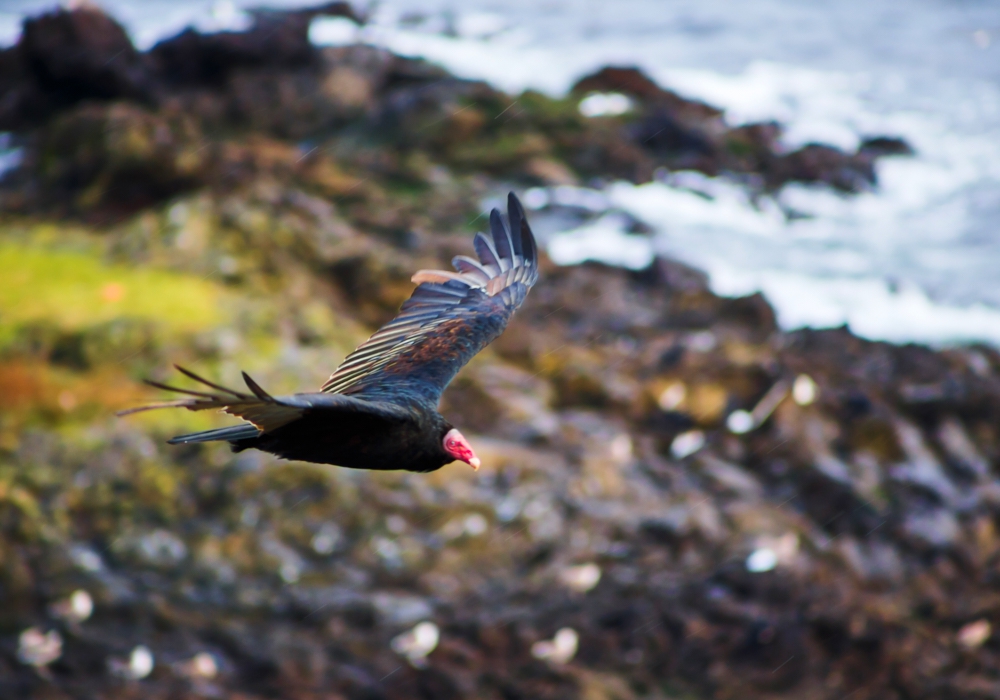 Day 01 - Arrival to Puerto Montt - Ancud - Piñihuil National Park- Castro