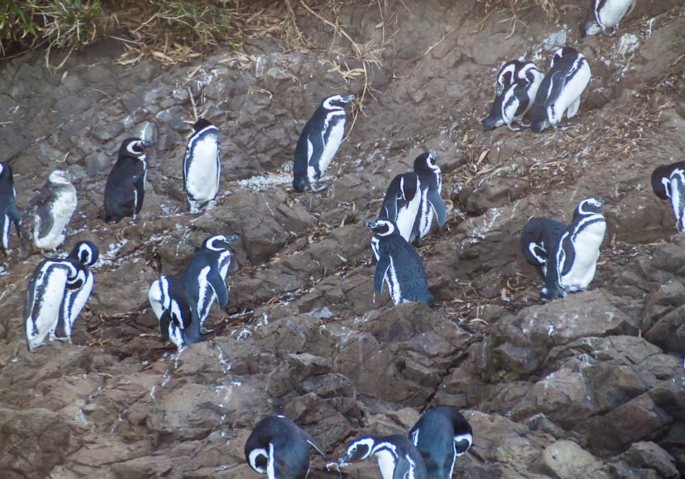 Day 01 - Arrival to Puerto Montt - Ancud - Piñihuil National Park- Castro