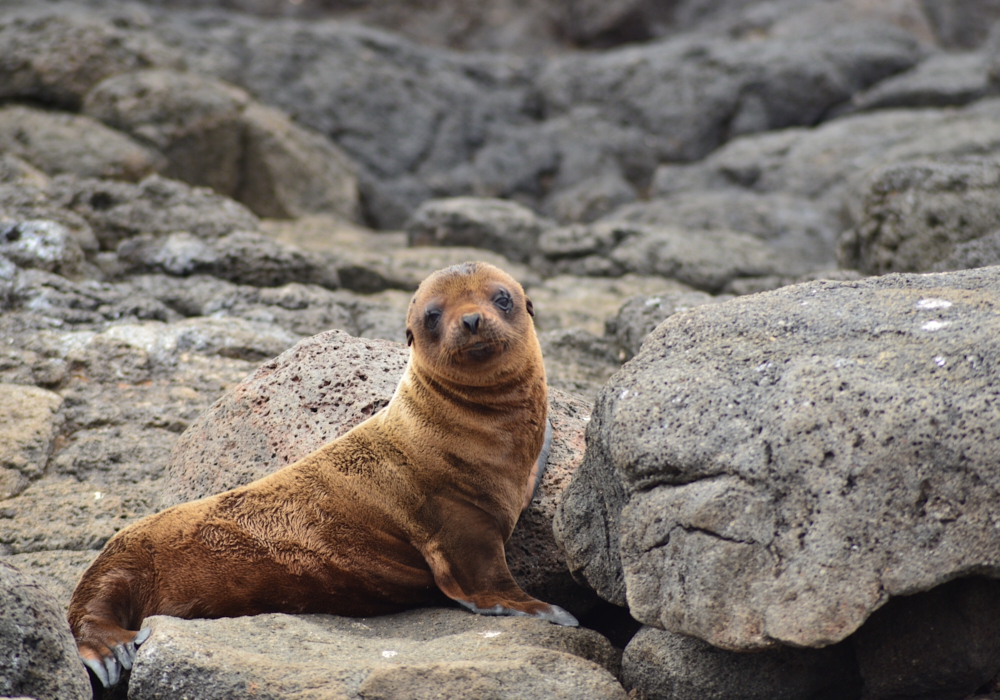 DAY 01 - Arrival to The Galapagos