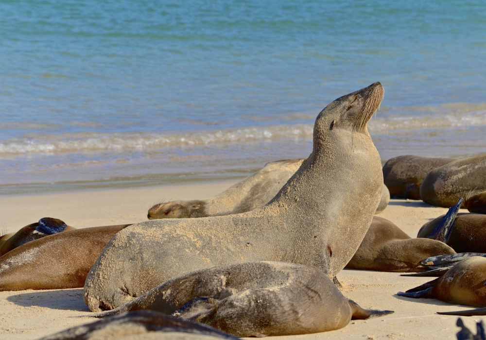 DAY 01 - Arrival to The Galapagos