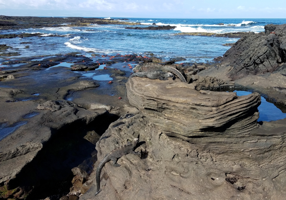 DAY 01 - Arrival to the Galapagos.